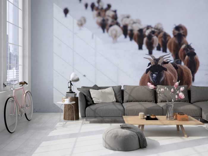 Die Fototapete Herde im Schnee, Schafböcke auf einer großen Wand im Loft tapeziert. Die Fototapete Herde im Schnee, Schafböcke wird individuell auf Deine Wand angepasst.