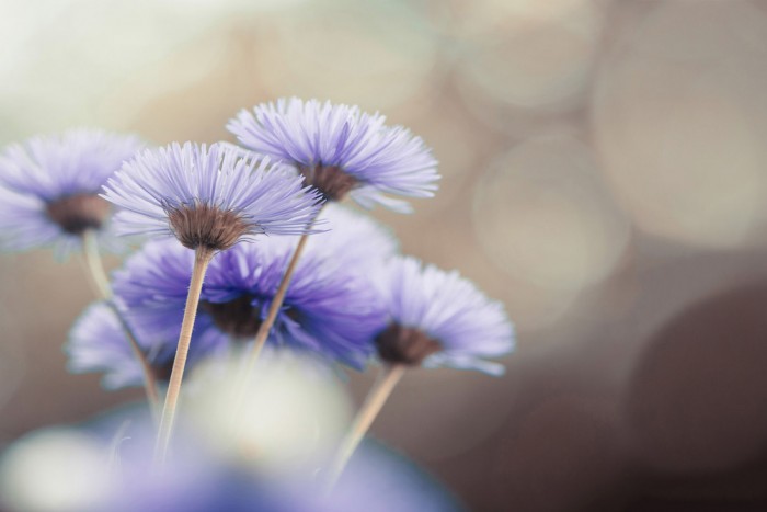 Die Fototapete Wildblumen im Detail, eine Vlies-Fototapete bei Livingwalls Cologne online kaufen. Die Fototapete Wildblumen im Detail ist eine Fototapete auf Maß.