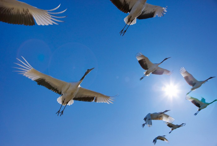 Die Fototapete Vögel im Himmel, Kraniche, eine Vlies-Fototapete bei Livingwalls Cologne online kaufen. Die Fototapete Vögel im Himmel, Kraniche ist eine Fototapete auf Maß.