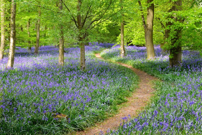 Die Fototapete Waldweg mit Blumen im Sommer, eine Vlies-Fototapete bei Livingwalls Cologne online kaufen. Die Fototapete Waldweg mit Blumen im Sommer ist eine Fototapete auf Maß.