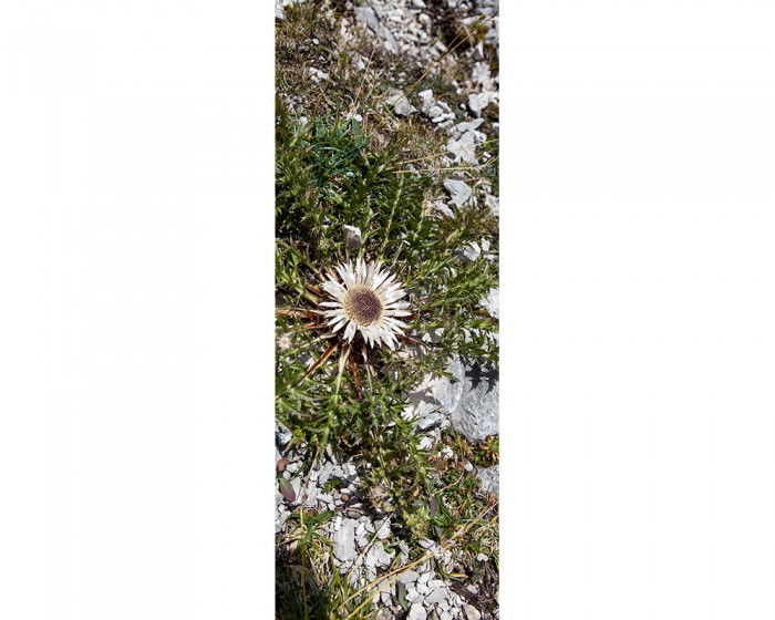 Du möchtest das 3D-Fotopanel Wildblume in den Bergen, Alpen online bestellen, aber du benötigst andere Abmessungen? Kontaktiere uns einfach!