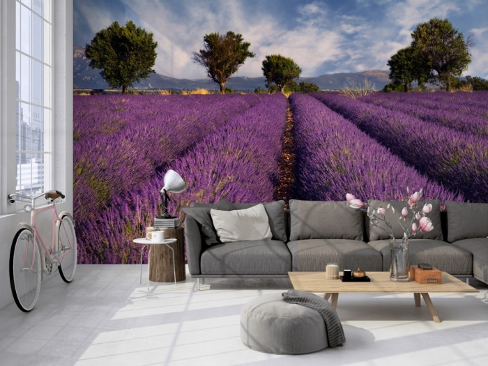 Die Fototapete Lavendel Feld der Provence, Frankreich auf einer großen Wand im Loft tapeziert. Die Fototapete Lavendel Feld der Provence, Frankreich wird individuell auf Deine Wand angepasst.