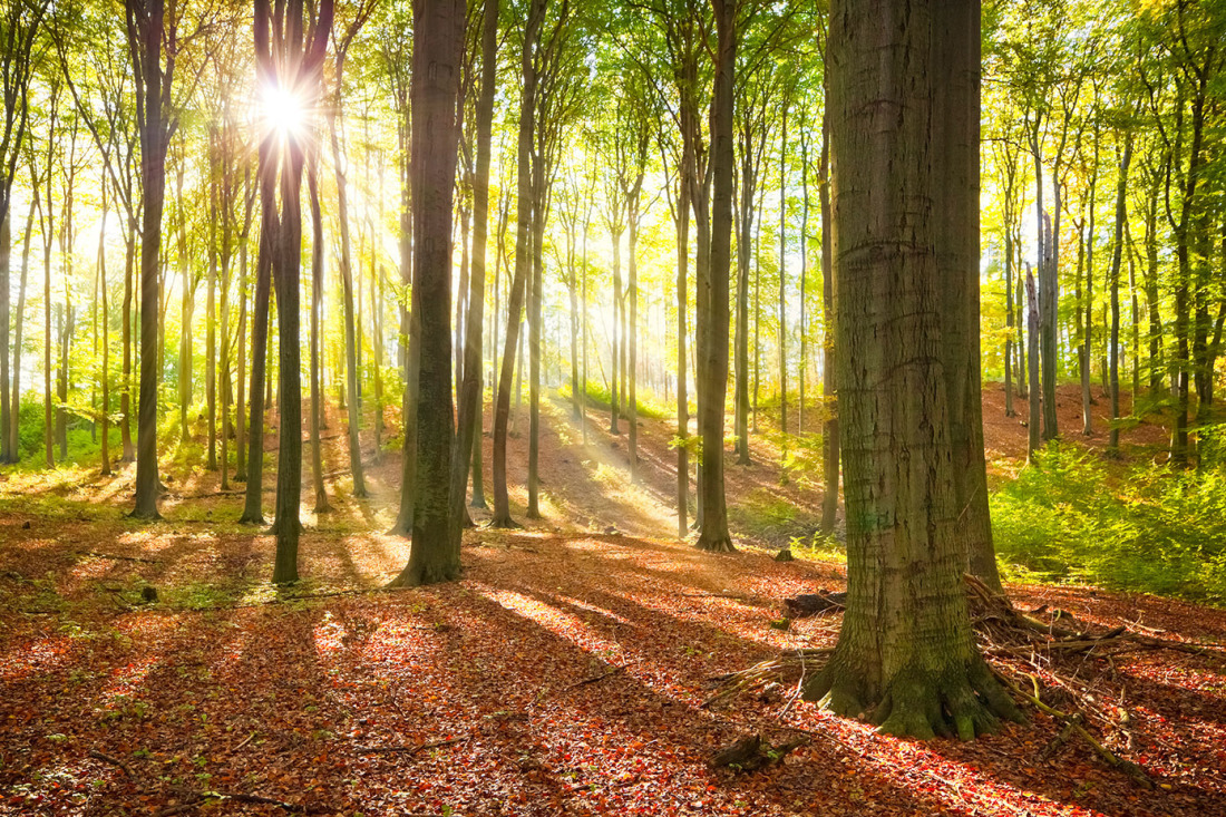 Jetzt bestellen  Fototapete Wald  im Sonnenlicht 