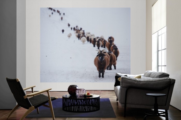 Die Fototapete Herde im Schnee, Schafböcke als große Bildtapete im Wohnzimmer. Als Bildtapete ist die Fototapete Herde im Schnee, Schafböcke ein besonderes Highlight auf Vliestapete.