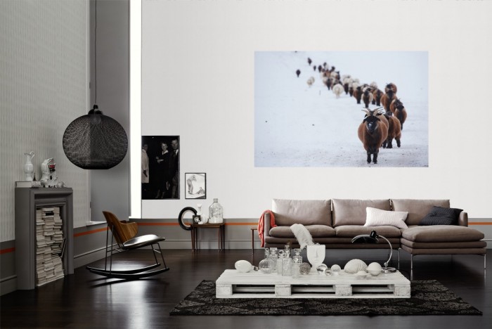 Die Fototapete Herde im Schnee, Schafböcke als Wandbild im Wohnzimmer. Die Vlies-Fototapete Herde im Schnee, Schafböcke verschönert als Wandbild Deine Wand.