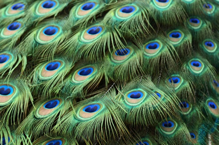 Die Design-Fototapete Federn vom Pfau, Pfauenfedern, eine Vlies-Fototapete bei Livingwalls Cologne online kaufen. Die Design-Fototapete Federn vom Pfau, Pfauenfedern ist eine Fototapete auf Maß.