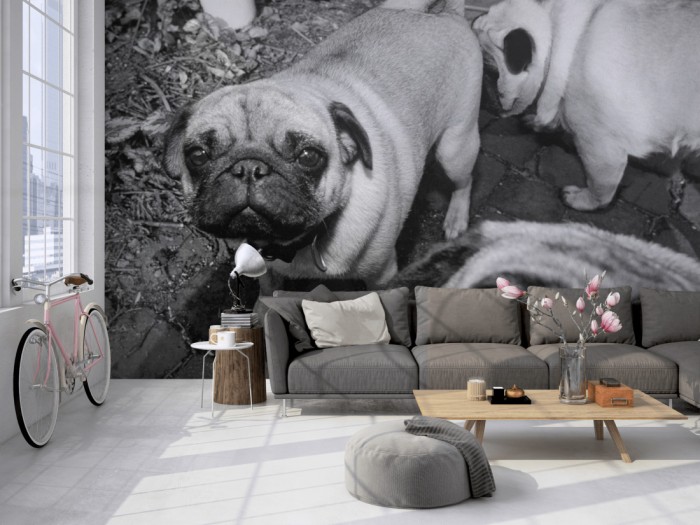 Die Fototapete Mops Familie, schwarz-weiß auf einer großen Wand im Loft tapeziert. Die Fototapete Mops Familie, schwarz-weiß wird individuell auf Deine Wand angepasst.