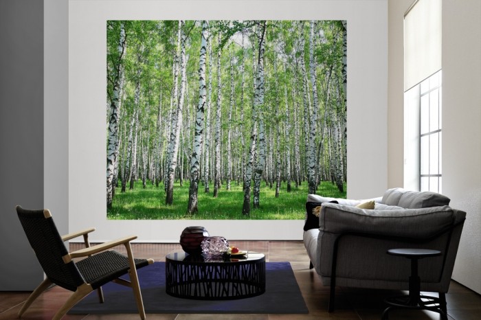 Die Fototapete Birkenwald im Sonnenschein als große Bildtapete im Wohnzimmer. Als Bildtapete ist die Fototapete Birkenwald im Sonnenschein ein besonderes Highlight auf Vliestapete.