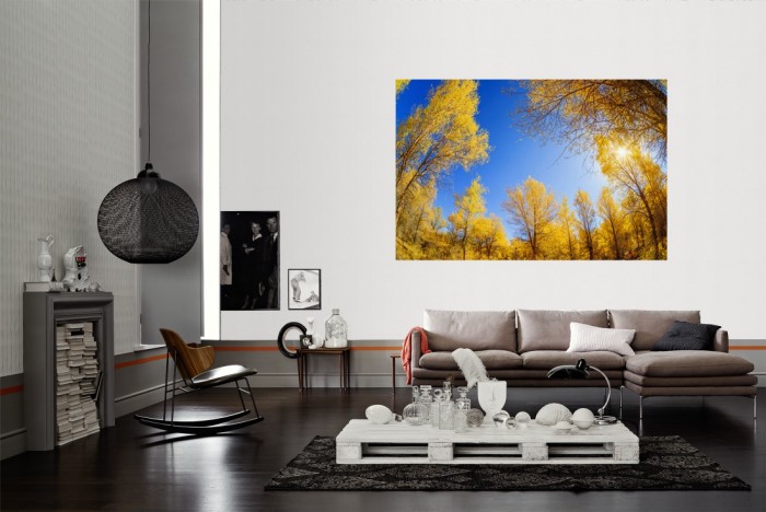 Die Fototapete Waldlichtung im herbstlichen Sonnenschein als Wandbild im Wohnzimmer. Die Vlies-Fototapete Waldlichtung im herbstlichen Sonnenschein verschönert als Wandbild Deine Wand.