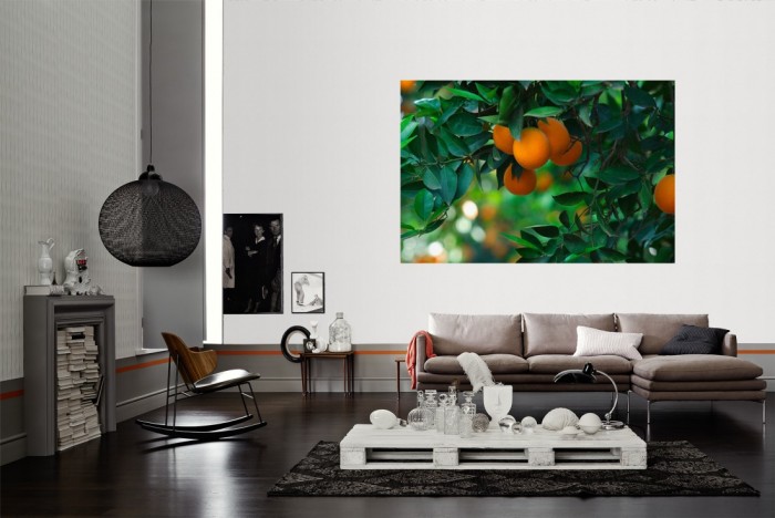 Die Fototapete Orangen am Orangenbaum als Wandbild im Wohnzimmer. Die Vlies-Fototapete Orangen am Orangenbaum verschönert als Wandbild Deine Wand.