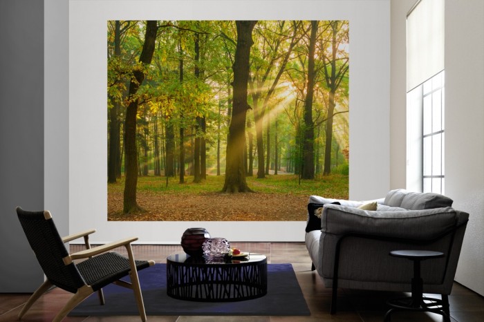 Die Fototapete Wald im Herbst, Eichenwald als große Bildtapete im Wohnzimmer. Als Bildtapete ist die Fototapete Wald im Herbst, Eichenwald ein besonderes Highlight auf Vliestapete.