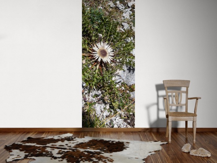 Ein Foto von dem 3D-Fotopanel Wildblume in den Bergen, Alpen tapeziert an der Wand. Bestelle Deine Bildtapete online.