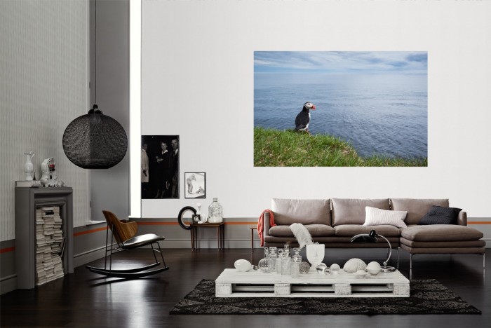 Die Fototapete Vogel in Island, Papageitaucher als Wandbild im Wohnzimmer. Die Vlies-Fototapete Vogel in Island, Papageitaucher verschönert als Wandbild Deine Wand.