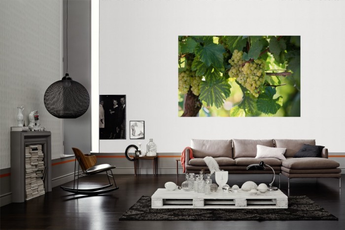 Die Fototapete Weintrauben an der Weinrebe als Wandbild im Wohnzimmer. Die Vlies-Fototapete Weintrauben an der Weinrebe verschönert als Wandbild Deine Wand.