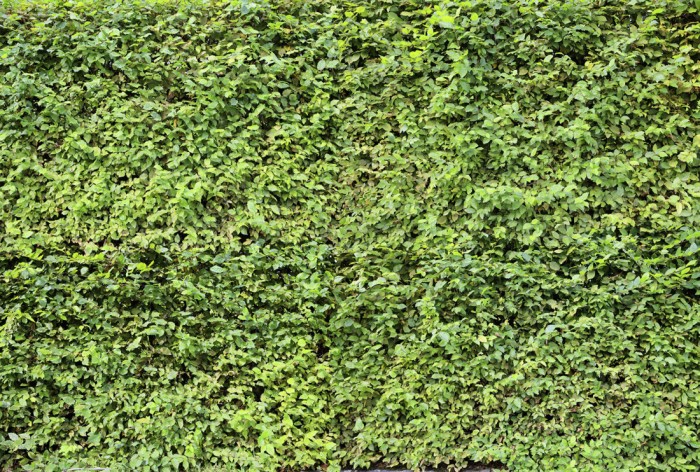 Die Fototapete Gartenhecke mit Blättern, eine Vlies-Fototapete bei Livingwalls Cologne online kaufen. Die Fototapete Gartenhecke mit Blättern ist eine Fototapete auf Maß.