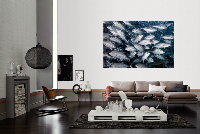 Die Fototapete Fische im Schwarm, Amberjacks als Wandbild im Wohnzimmer. Die Vlies-Fototapete Fische im Schwarm, Amberjacks verschönert als Wandbild Deine Wand.