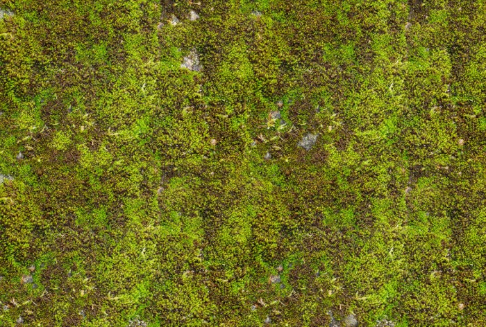 Die Fototapete Moos, eine Vlies-Fototapete bei Livingwalls Cologne online kaufen. Die Fototapete Moos ist eine Fototapete auf Maß.