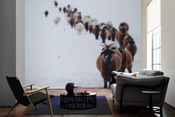 Im Wohnzimmer die Fototapete Herde im Schnee, Schafböcke auf einer großen Wand tapeziert. Die Fototapete Herde im Schnee, Schafböcke ist als Vlies-Fototapete im Wohnzimmer leicht zu tapezieren.