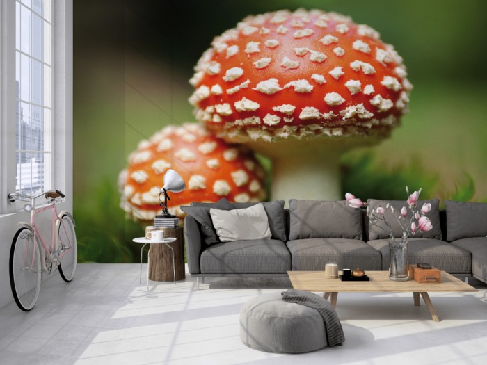 Die Fototapete Fliegenpilz Paar auf einer großen Wand im Loft tapeziert. Die Fototapete Fliegenpilz Paar wird individuell auf Deine Wand angepasst.