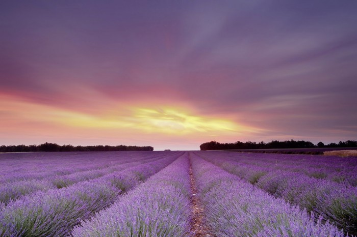 Die Fototapete Lavendel Feld bei Sonnenuntergang, Frankreich, eine Vlies-Fototapete bei Livingwalls Cologne online kaufen. Die Fototapete Lavendel Feld bei Sonnenuntergang, Frankreich ist eine Fototapete auf Maß.