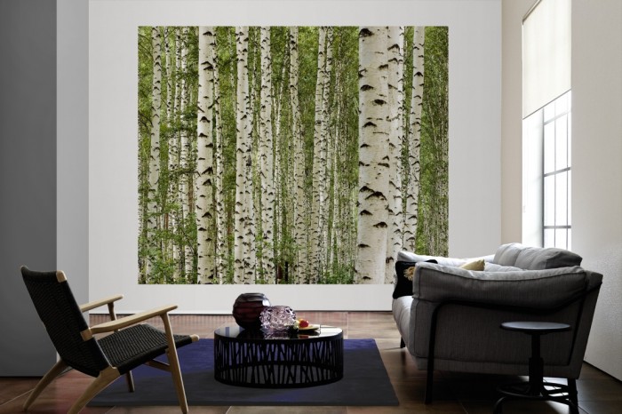 Die Fototapete Birkenwald im Sommer als große Bildtapete im Wohnzimmer. Als Bildtapete ist die Fototapete Birkenwald im Sommer ein besonderes Highlight auf Vliestapete.