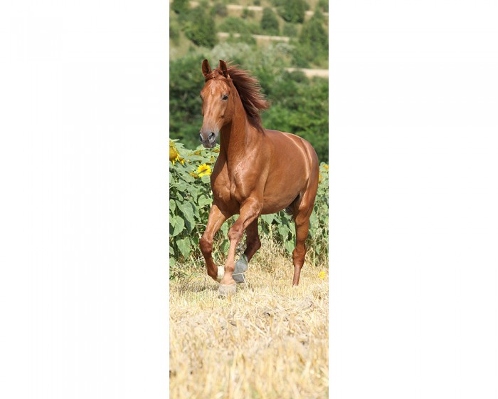 Du möchtest das 3D Fotopanel Pferd auf der Weide online bestellen, aber du benötigst andere Abmessungen? Kontaktiere uns einfach!