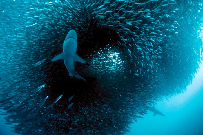 Die Fototapete Hai auf Jagd nach Fischen, eine Vlies-Fototapete bei Livingwalls Cologne online kaufen. Die Fototapete Hai auf Jagd nach Fischen ist eine Fototapete auf Maß.