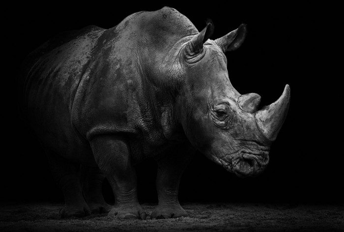 Die Fototapete Nashorn, schwarz-weiß, eine Vlies-Fototapete bei Livingwalls Cologne online kaufen. Die Fototapete Nashorn, schwarz-weiß ist eine Fototapete auf Maß.