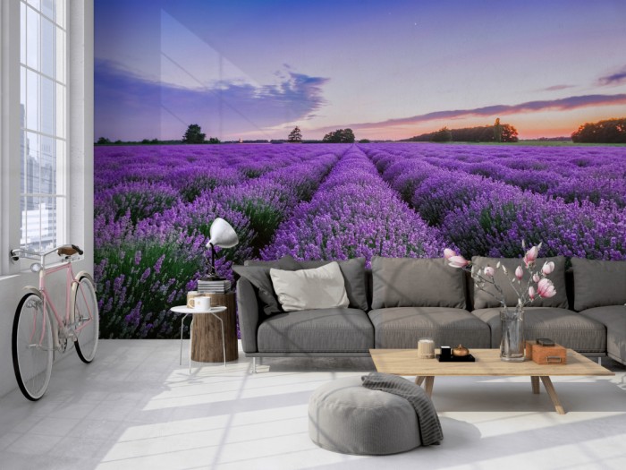 Die Fototapete Lavendel Feld bei Sonnenuntergang auf einer großen Wand im Loft tapeziert. Die Fototapete Lavendel Feld bei Sonnenuntergang wird individuell auf Deine Wand angepasst.