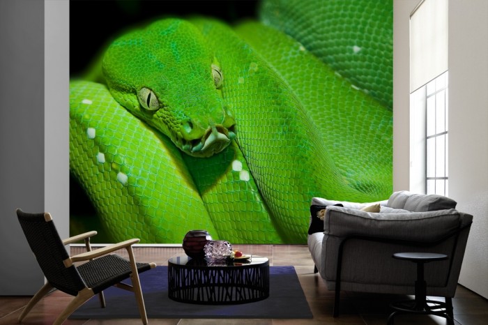 Im Wohnzimmer die Fototapete Schlange im Blick auf einer großen Wand tapeziert. Die Fototapete Schlange im Blick ist als Vlies-Fototapete im Wohnzimmer leicht zu tapezieren.