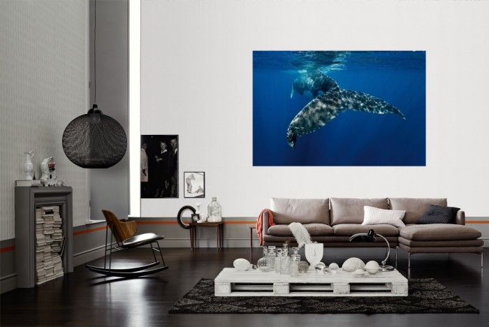 Die Fototapete Wal im Ozean als Wandbild im Wohnzimmer. Die Vlies-Fototapete Wal im Ozean verschönert als Wandbild Deine Wand.