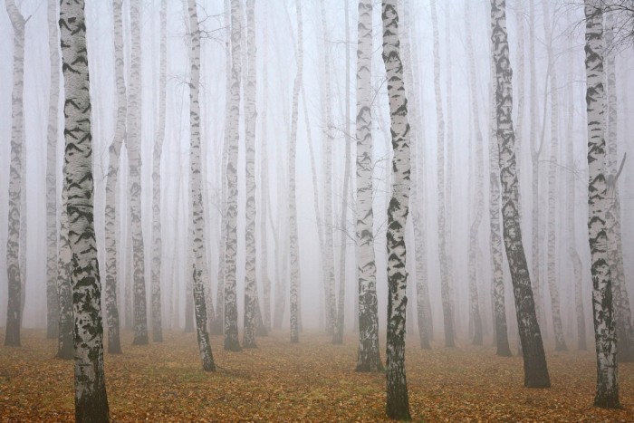 Die Fototapete Birkenwald im Nebel, eine Vlies-Fototapete bei Livingwalls Cologne online kaufen. Die Fototapete Birkenwald im Nebel ist eine Fototapete auf Maß.