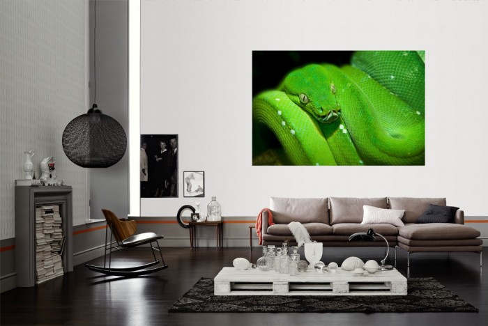 Die Fototapete Schlange im Blick als Wandbild im Wohnzimmer. Die Vlies-Fototapete Schlange im Blick verschönert als Wandbild Deine Wand.