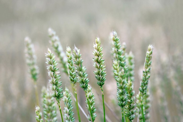 Die Fototapete Weizen im Detail, eine Vlies-Fototapete bei Livingwalls Cologne online kaufen. Die Fototapete Weizen im Detail ist eine Fototapete auf Maß.