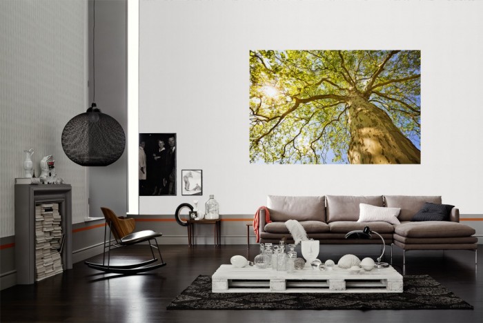 Die Fototapete Baum, Baumkrone im Sonnenschein als Wandbild im Wohnzimmer. Die Vlies-Fototapete Baum, Baumkrone im Sonnenschein verschönert als Wandbild Deine Wand.