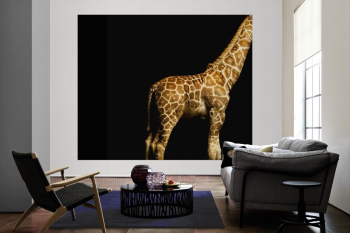 Die Fototapete Giraffe, Fotografie by Mark Laita als große Bildtapete im Wohnzimmer. Als Bildtapete ist die Fototapete Giraffe, Fotografie by Mark Laita ein besonderes Highlight auf Vliestapete.