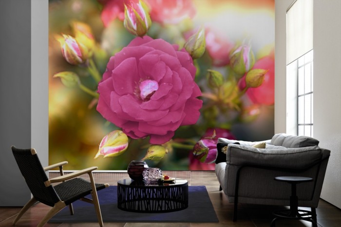 Im Wohnzimmer die Fototapete Rose im Sonnenschein auf einer großen Wand tapeziert. Die Fototapete Rose im Sonnenschein ist als Vlies-Fototapete im Wohnzimmer leicht zu tapezieren.