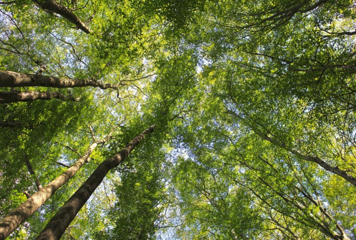 Die Fototapete Baumkronen im Laubwald, eine Vlies-Fototapete bei Livingwalls Cologne online kaufen. Die Fototapete Baumkronen im Laubwald ist eine Fototapete auf Maß.