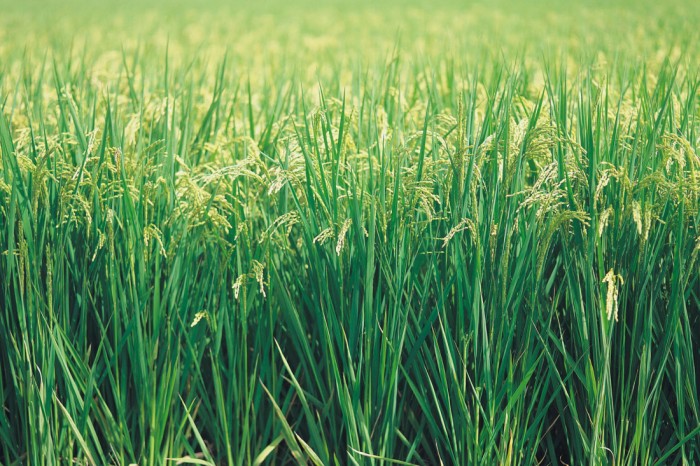 Die Fototapete Gras, Sommerwiese, eine Vlies-Fototapete bei Livingwalls Cologne online kaufen. Die Fototapete Gras, Sommerwiese ist eine Fototapete auf Maß.