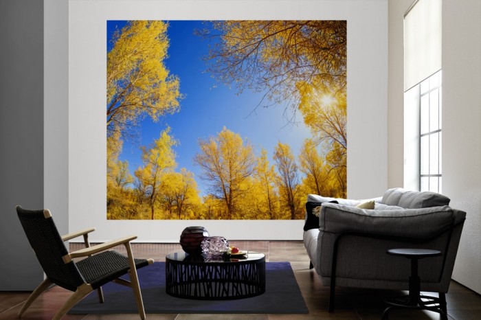 Die Fototapete Waldlichtung im herbstlichen Sonnenschein als große Bildtapete im Wohnzimmer. Als Bildtapete ist die Fototapete Waldlichtung im herbstlichen Sonnenschein ein besonderes Highlight auf Vliestapete.