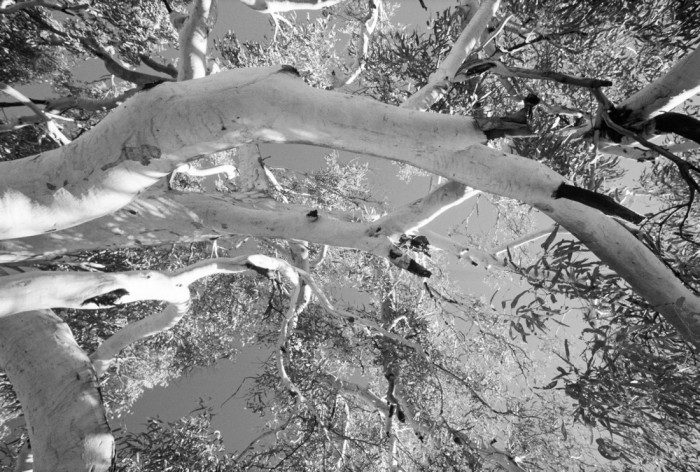 Die Fototapete Baumkrone, schwarz-weiß, eine Vlies-Fototapete bei Livingwalls Cologne online kaufen. Die Fototapete Baumkrone, schwarz-weiß ist eine Fototapete auf Maß.