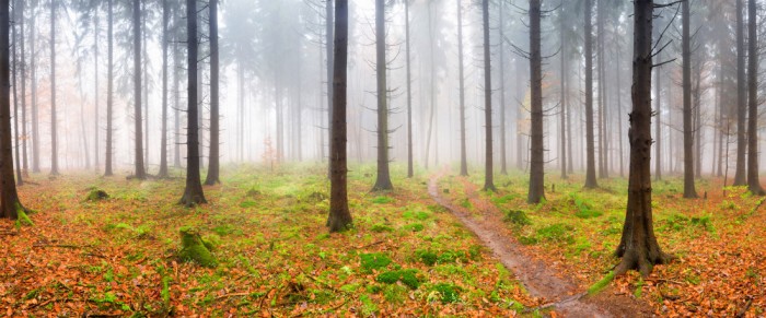 Die Fototapete Herbstwald im Nebel, eine Vlies-Fototapete bei Livingwalls Cologne online kaufen. Die Fototapete Herbstwald im Nebel ist eine Fototapete auf Maß.