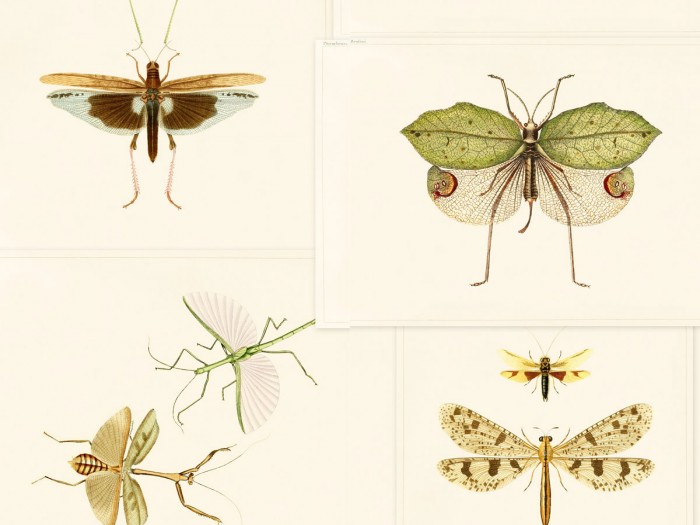 Detailansicht der Selected Walls Tapete Apetina Insects Wallpaper Col. 01