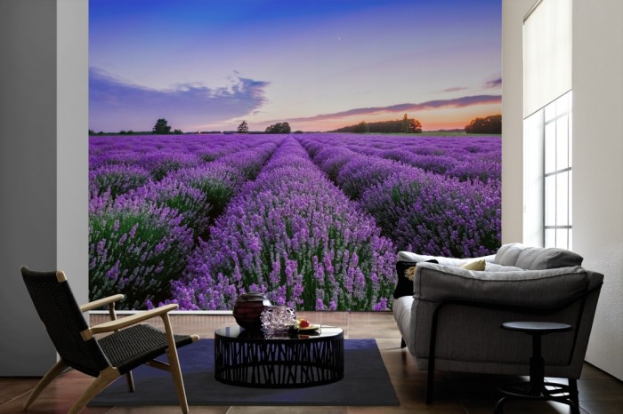 Im Wohnzimmer die Fototapete Lavendel Feld bei Sonnenuntergang auf einer großen Wand tapeziert. Die Fototapete Lavendel Feld bei Sonnenuntergang ist als Vlies-Fototapete im Wohnzimmer leicht zu tapezieren.