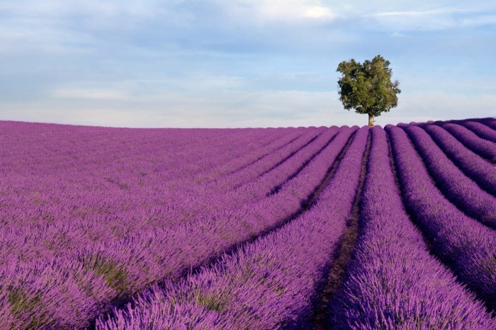 Die Fototapete Dichtes Lavendel Feld, Provence Frankreich, eine Vlies-Fototapete bei Livingwalls Cologne online kaufen. Die Fototapete Dichtes Lavendel Feld, Provence Frankreich ist eine Fototapete auf Maß.