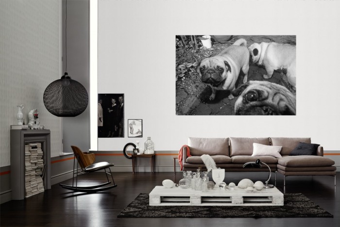 Die Fototapete Mops Familie, schwarz-weiß als Wandbild im Wohnzimmer. Die Vlies-Fototapete Mops Familie, schwarz-weiß verschönert als Wandbild Deine Wand.