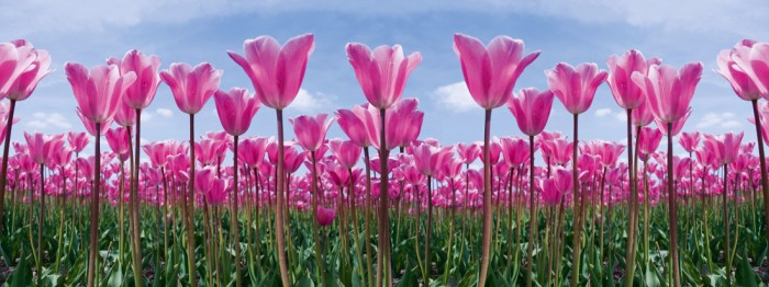 Die Fototapete Tulpen in Pink, Tulpenfeld, eine Vlies-Fototapete bei Livingwalls Cologne online kaufen. Die Fototapete Tulpen in Pink, Tulpenfeld ist eine Fototapete auf Maß.