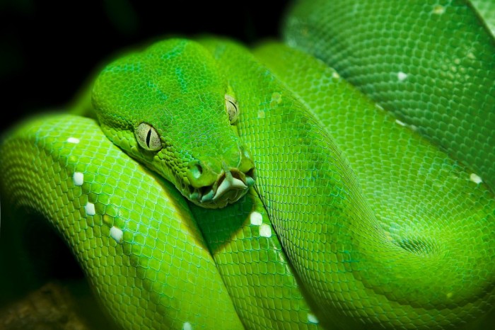 Die Fototapete Schlange im Blick, eine Vlies-Fototapete bei Livingwalls Cologne online kaufen. Die Fototapete Schlange im Blick ist eine Fototapete auf Maß.