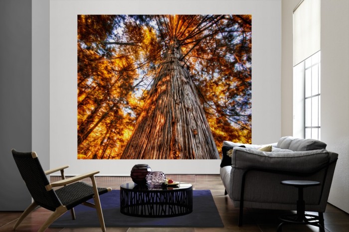 Die Fototapete Alter Herbstbaum im Sonnenlicht als große Bildtapete im Wohnzimmer. Als Bildtapete ist die Fototapete Alter Herbstbaum im Sonnenlicht ein besonderes Highlight auf Vliestapete.