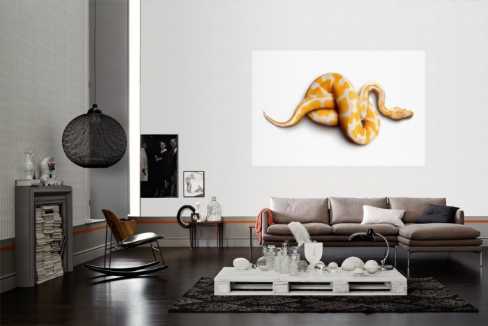 Die Fototapete Schlange Albino-Python, Fotografie by Mark Laita als Wandbild im Wohnzimmer. Die Vlies-Fototapete Schlange Albino-Python, Fotografie by Mark Laita verschönert als Wandbild Deine Wand.